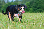 Entlebucher Mountain Dog