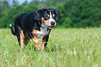 Entlebucher Mountain Dog