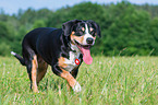 Entlebucher Mountain Dog