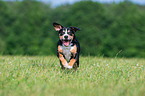 running Entlebucher Mountain Dog