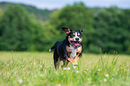 running Entlebucher Mountain Dog