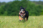 running Entlebucher Mountain Dog