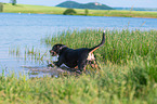 Entlebucher Mountain Dog at the lake