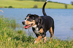 Entlebucher Mountain Dog at the lake