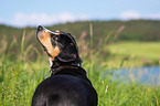 Entlebucher Mountain Dog Portrait