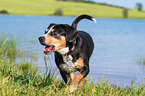 Entlebucher Mountain Dog at the lake