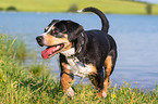 Entlebucher Mountain Dog at the lake