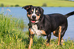 Entlebucher Mountain Dog at the lake
