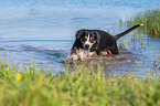 Entlebucher Mountain Dog at the lake