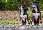 two Entlebucher Mountain Dogs