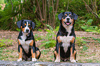 two Entlebucher Mountain Dogs