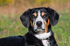 Entlebucher Mountain Dog Portrait