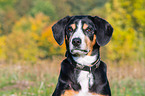 Entlebucher Mountain Dog Portrait
