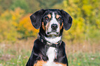 Entlebucher Mountain Dog Portrait