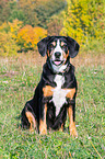 sitting Entlebucher Mountain Dog