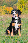 sitting Entlebucher Mountain Dog