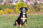sitting Entlebucher Mountain Dog