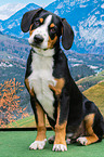 sitting Entlebucher Mountain Dog
