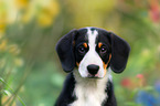 Entlebucher Mountain Dog