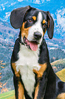 Entlebucher Mountain Dog