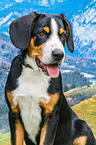 Entlebucher Mountain Dog