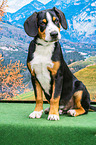 sitting Entlebucher Mountain Dog