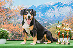 sitting Entlebucher Mountain Dog