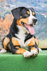 lying Entlebucher Mountain Dog
