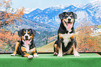 Entlebucher Mountain Dogs