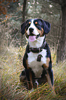 sitting Entlebucher Mountain Dog