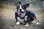 playing Entlebucher Mountain Dog