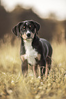 Entlebuch mountain dog puppy