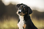 Entlebuch mountain dog puppy