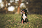 Entlebuch mountain dog puppy