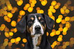 female Entlebucher Mountain Dog