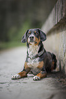Entlebuch Mountain Dog im summer