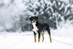 Entlebuch Mountain Dog in winter