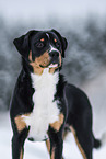 Entlebuch Mountain Dog in winter