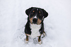 Entlebuch Mountain Dog in winter