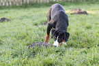 young Entlebuch Mountain Dog