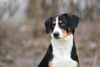 Entlebuch Mountain Dog