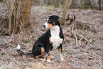 Entlebuch Mountain Dog