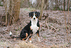 Entlebuch Mountain Dog