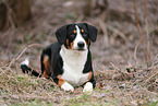 Entlebuch Mountain Dog