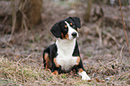 Entlebuch Mountain Dog