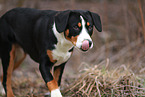 Entlebuch Mountain Dog