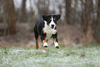 Entlebuch Mountain Dog