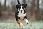 Entlebuch Mountain Dog