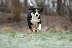 Entlebuch Mountain Dog