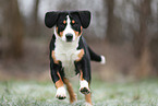 Entlebuch Mountain Dog
